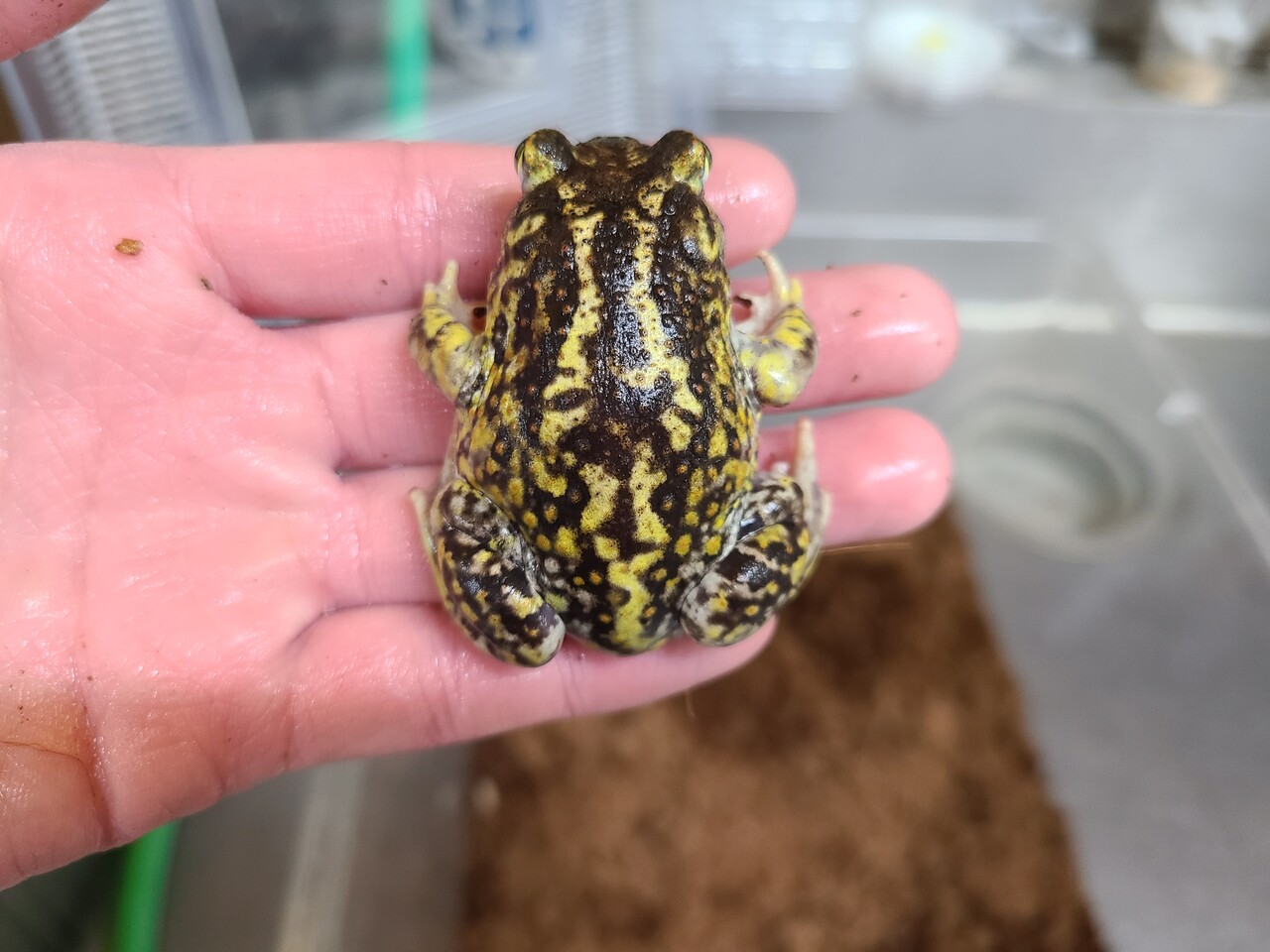 両生類新入荷 ホルブルックスキアシ ナンブヒキ テキサスミドリヒキ 爬虫類倶楽部大宮店公式ブログ 両生類新入荷 ホルブルックスキアシ ナンブヒキ テキサスミドリヒキ 爬虫類倶楽部大宮店公式ブログ