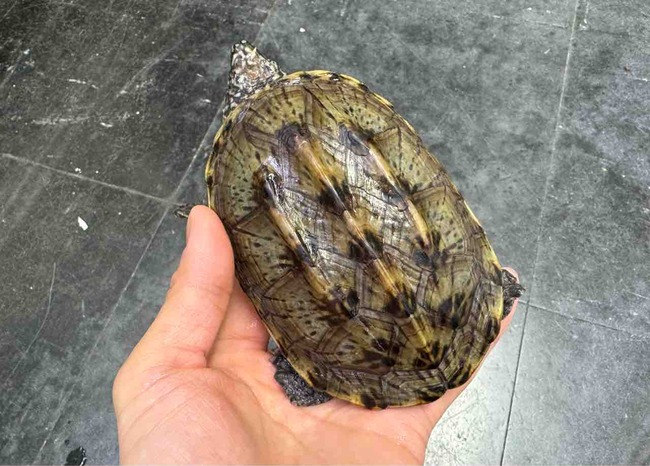 FullSizeRender