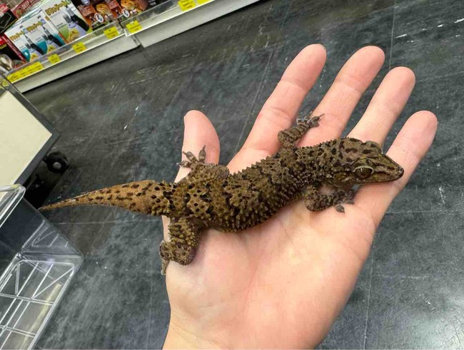 FullSizeRender