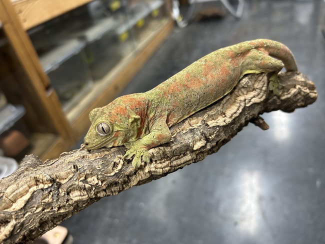 CEF82115-2454-4041-B8C8-D82833136D39