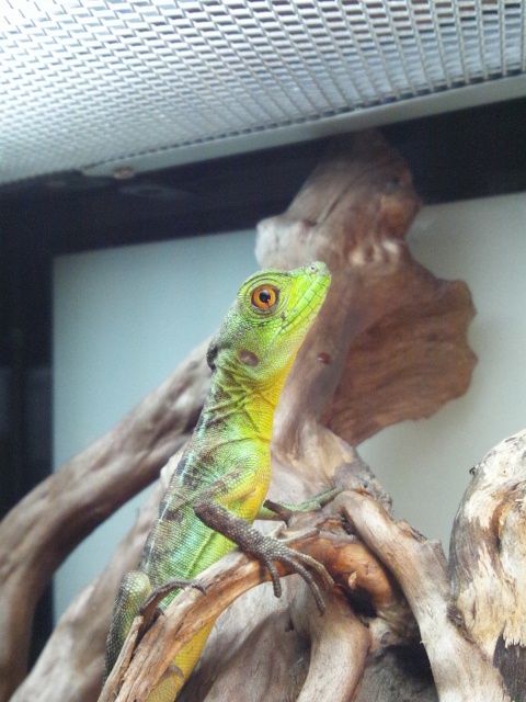 深田のいちおし情報 13 しんにゅうか 爬虫類倶楽部大宮店公式ブログ