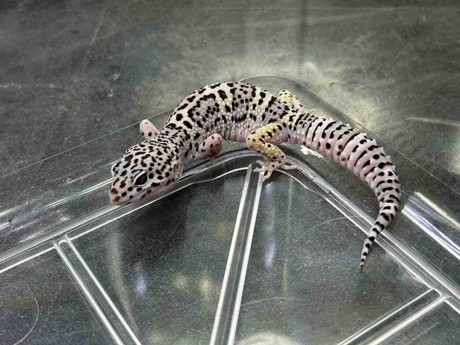 5DE9356F-126C-44C9-BFF9-6E81FEE19893