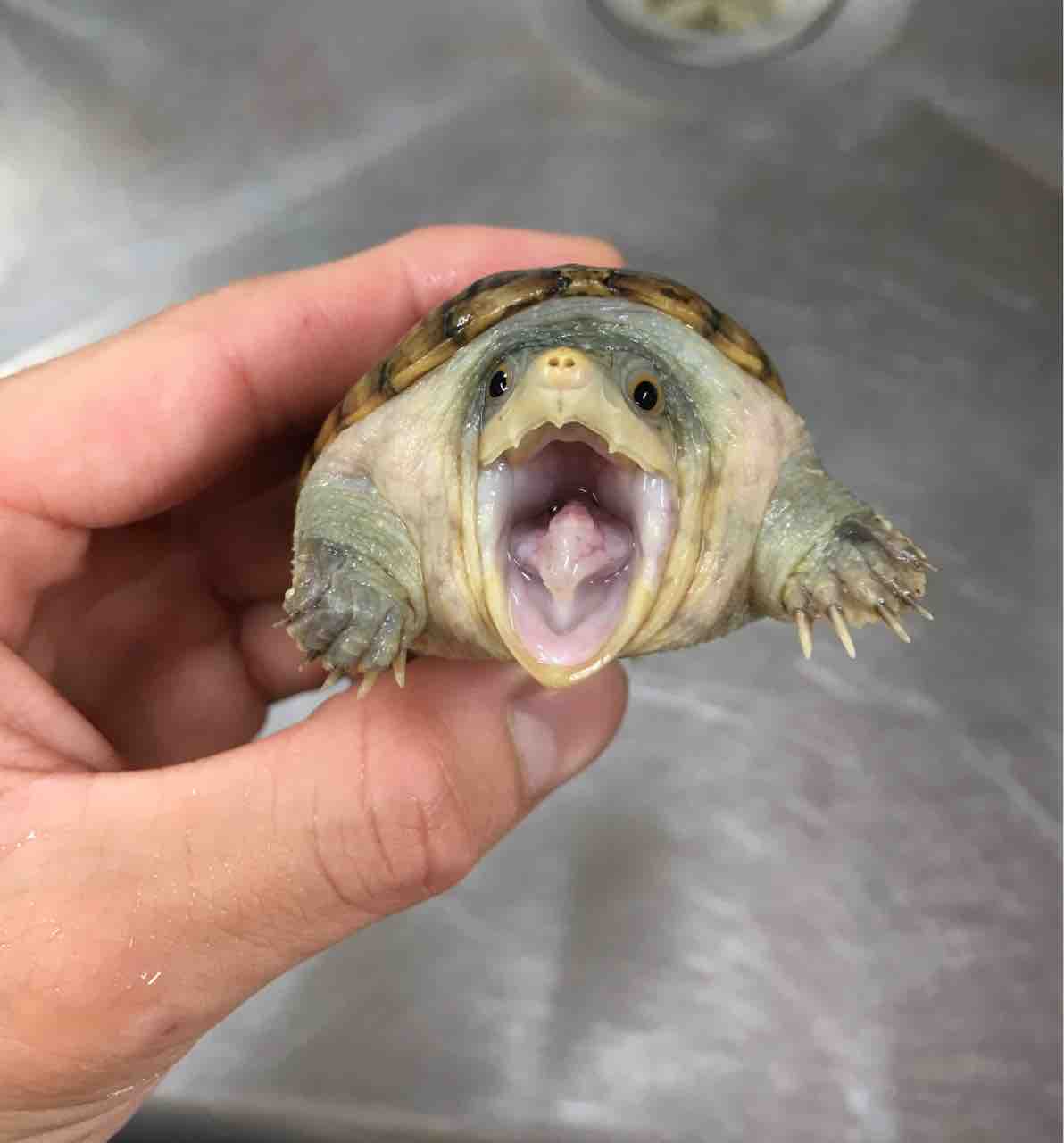カメ 生体在庫紹介 ミズガメあれこれ 爬虫類倶楽部大宮店公式ブログ カメ 生体在庫紹介 ミズガメあれこれ 爬虫類倶楽部大宮店公式ブログ