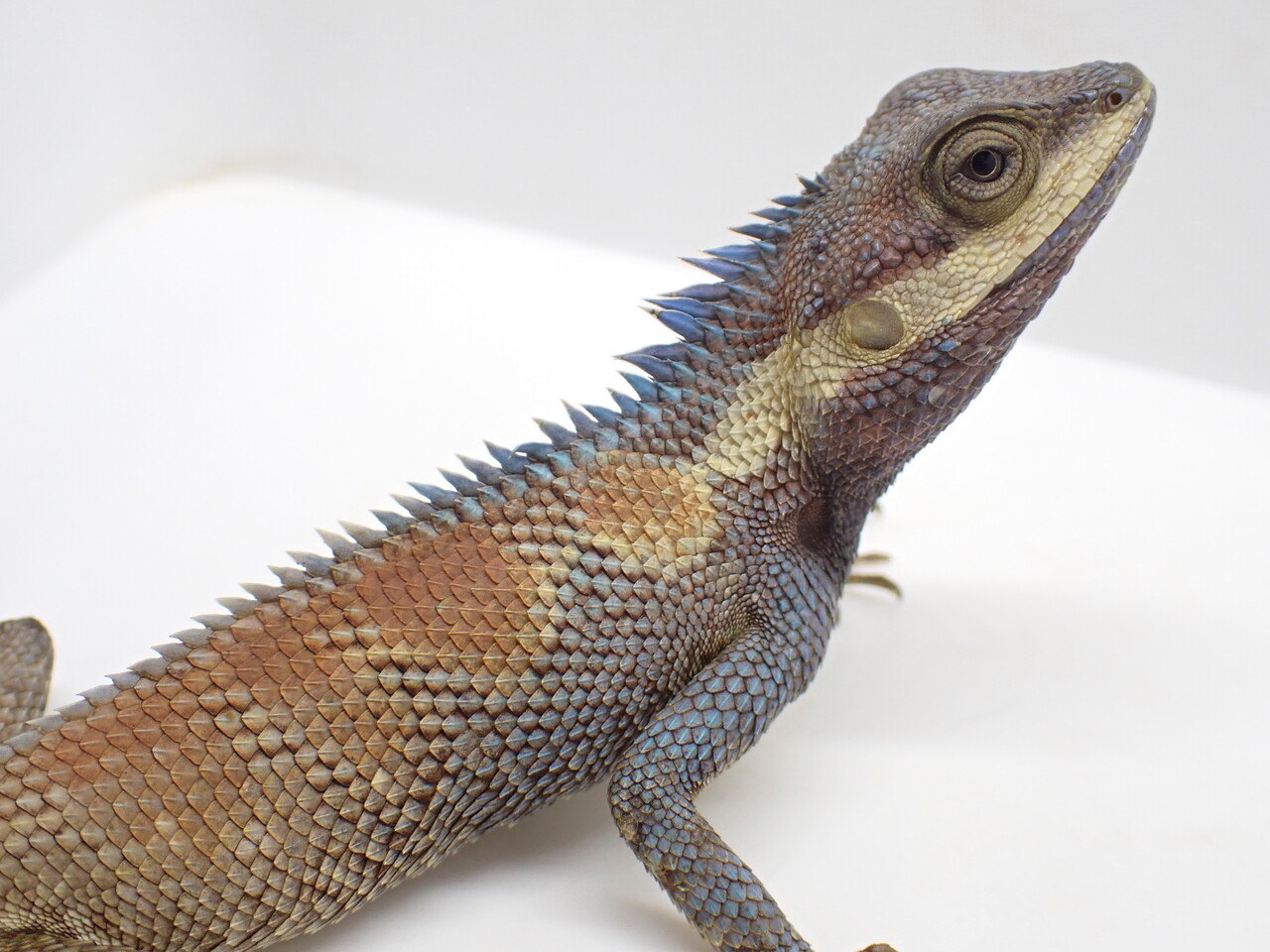 トカゲ新着‼️色々来ました～‼️ : 爬虫類倶楽部大宮店公式ブログ