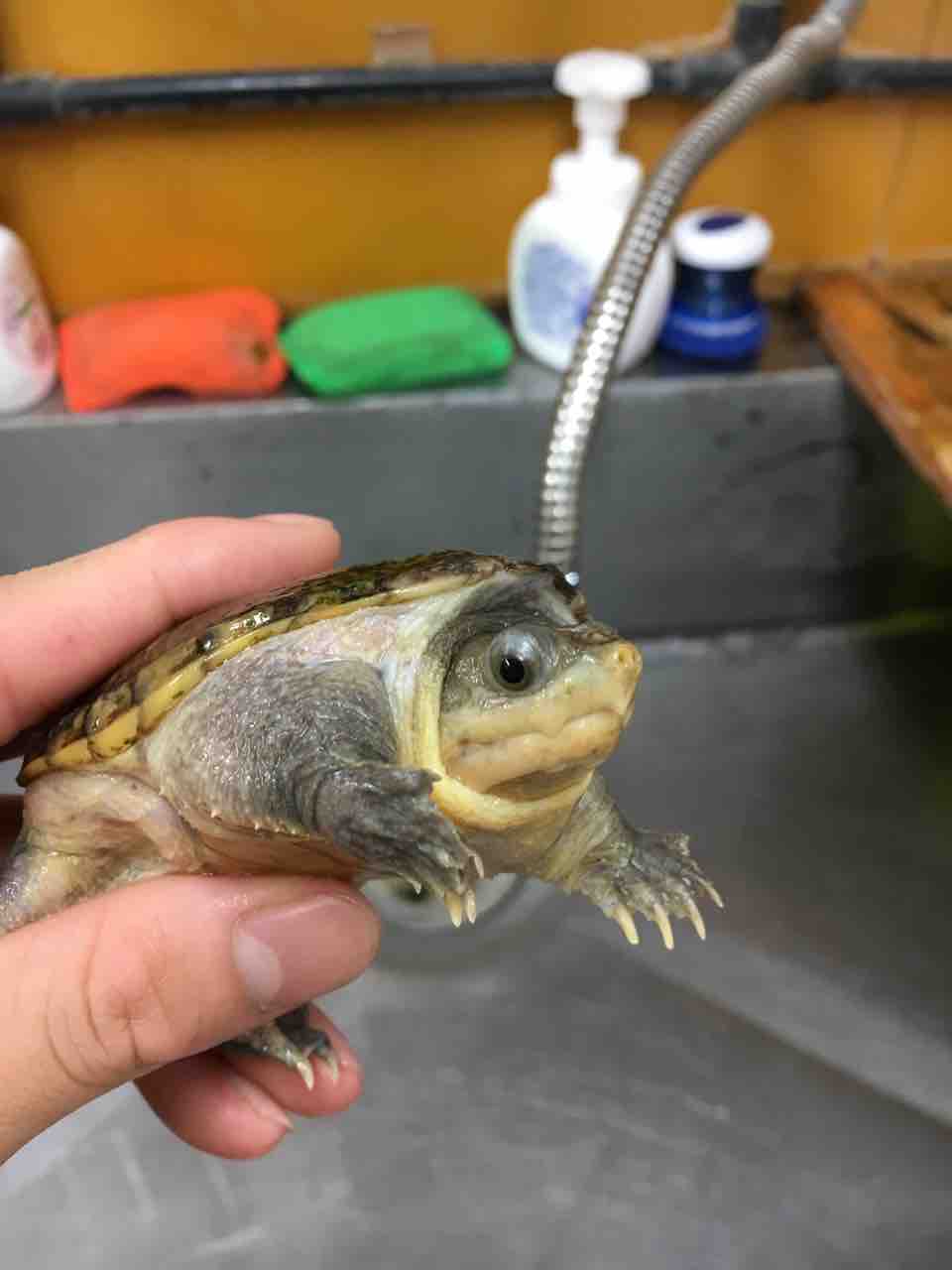 カメ 生体在庫紹介 ミズガメあれこれ 爬虫類倶楽部大宮店公式ブログ カメ 生体在庫紹介 ミズガメあれこれ 爬虫類倶楽部大宮店公式ブログ