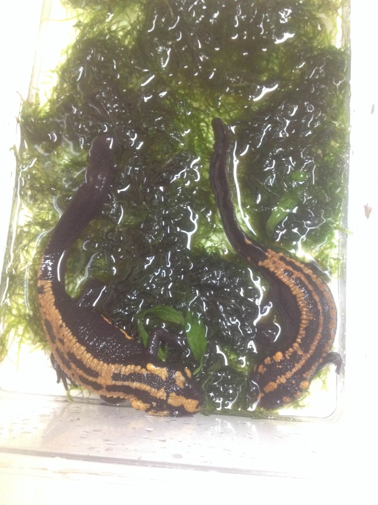 ラオスコブイモリ 大量入荷