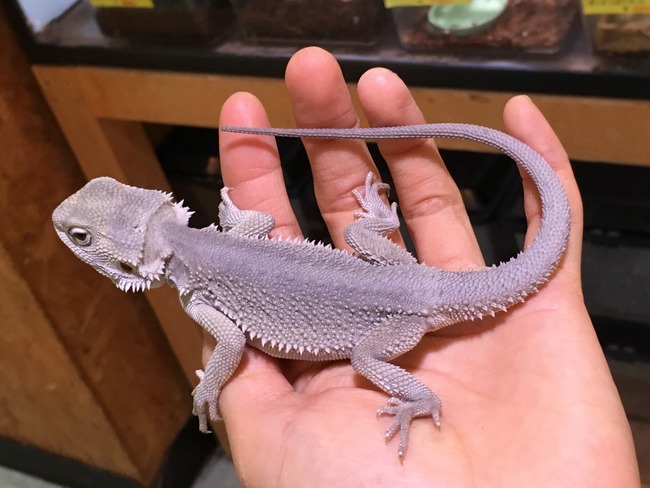 トカゲ 爬虫類倶楽部大宮店公式ブログ