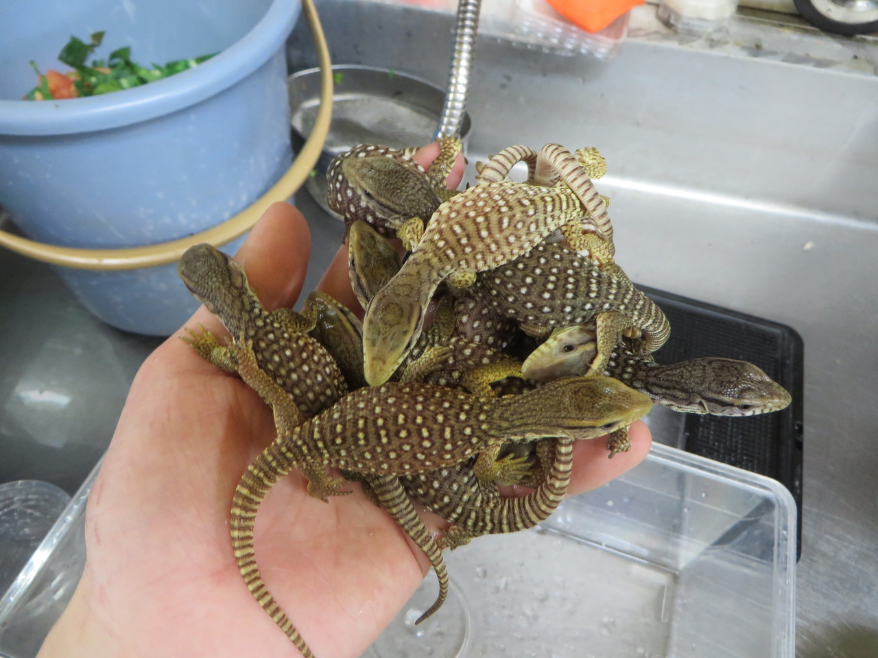 クモ・サソリ・その他虫 爬虫類倶楽部大宮店公式ブログ