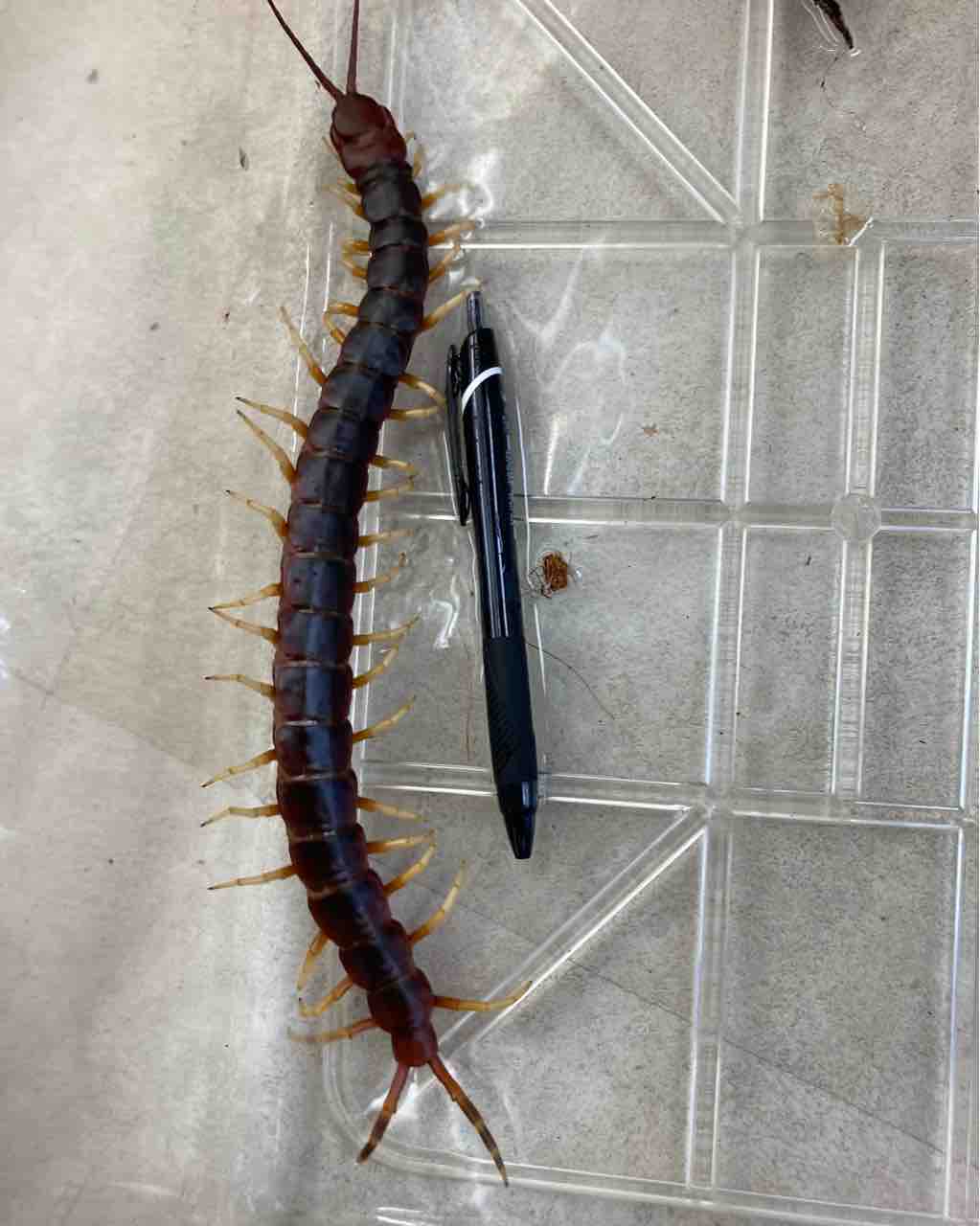 蟲 新入荷 遅ればせながら入荷の漆黒ムカデ 飼い込みサイズのペルビアンなど色々 爬虫類倶楽部大宮店公式ブログ