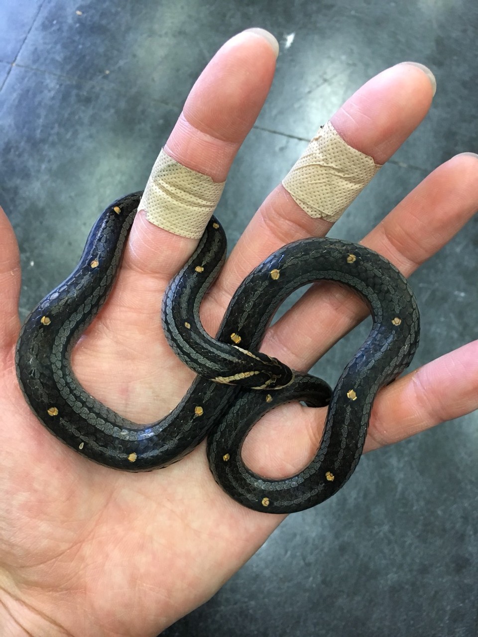 ヘビ新入荷 爬虫類倶楽部大宮店公式ブログ ヘビ新入荷 爬虫類倶楽部大宮店公式ブログ