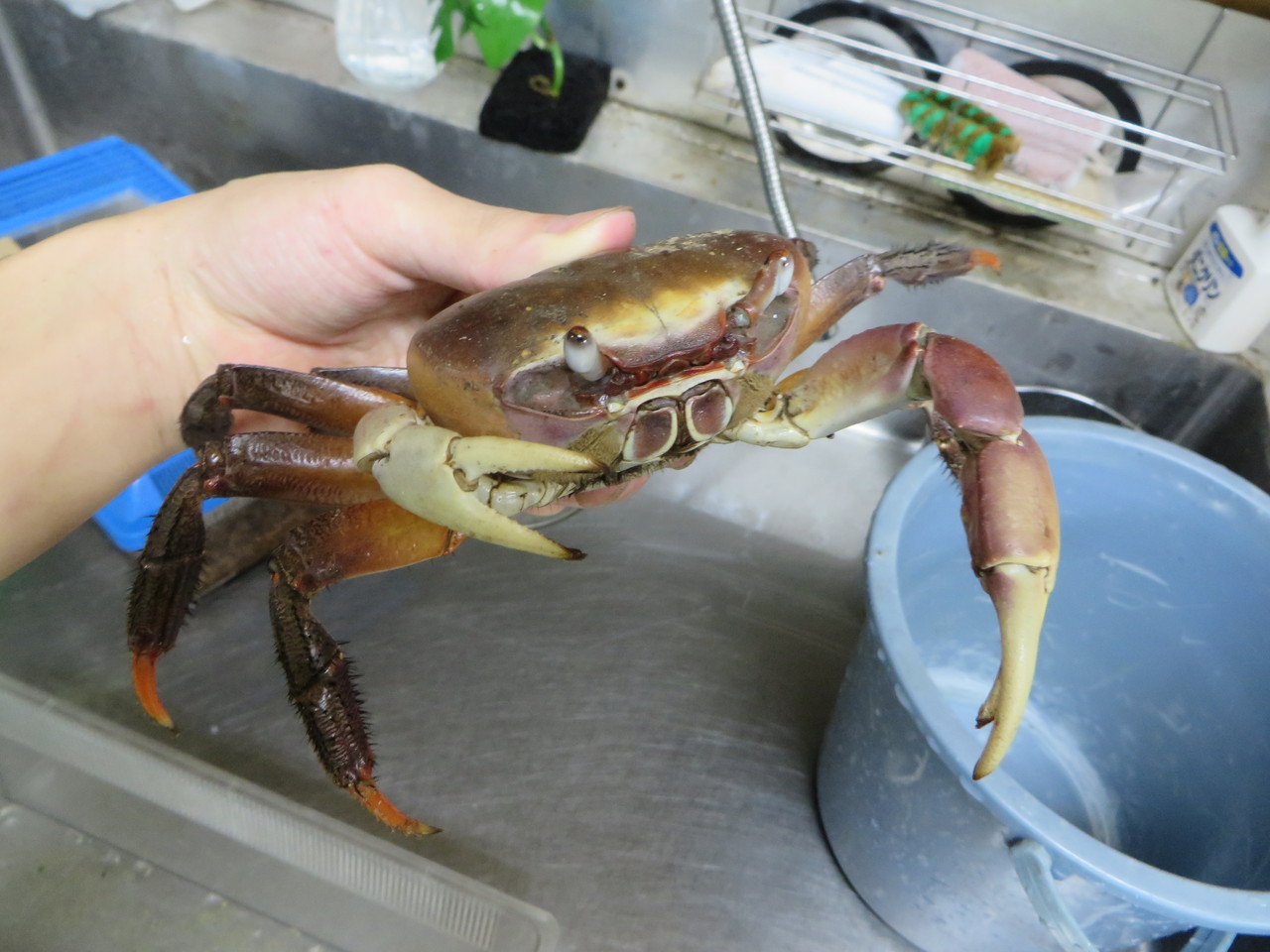 ヤシガニ 爬虫類倶楽部大宮店公式ブログ