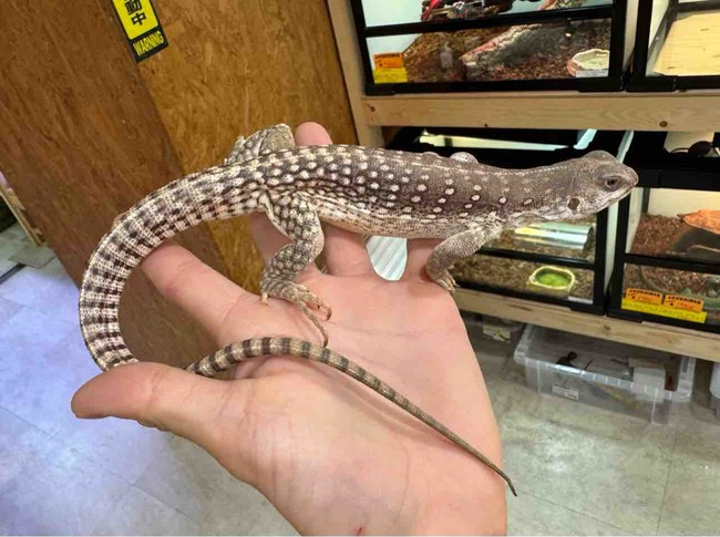 FullSizeRender