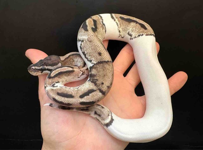 FullSizeRender