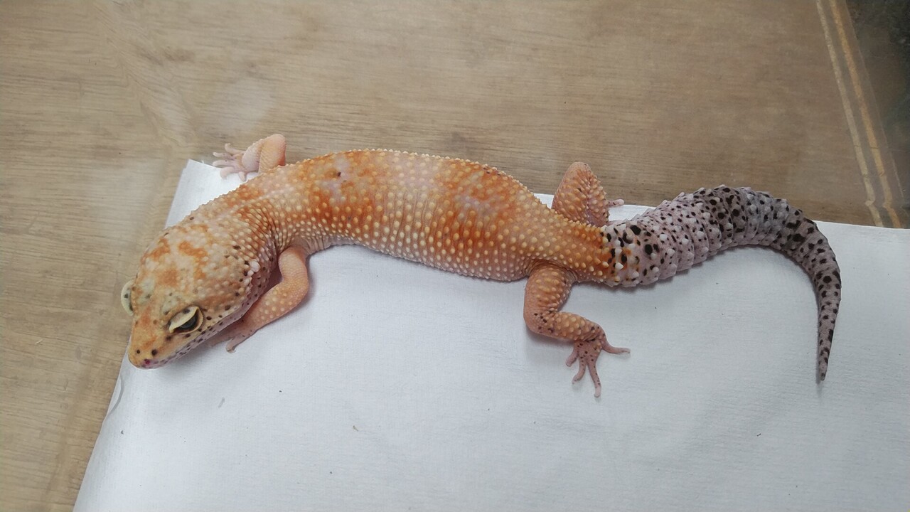 1月の目玉商品増やしました ヤモリ編 爬虫類倶楽部大宮店公式ブログ