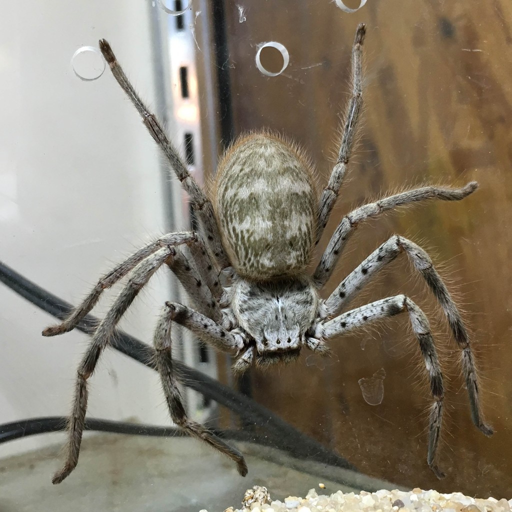 21日 月 セールします 爬虫類倶楽部大宮店公式ブログ 21日 月 セールします 爬虫類倶楽部大宮店公式ブログ