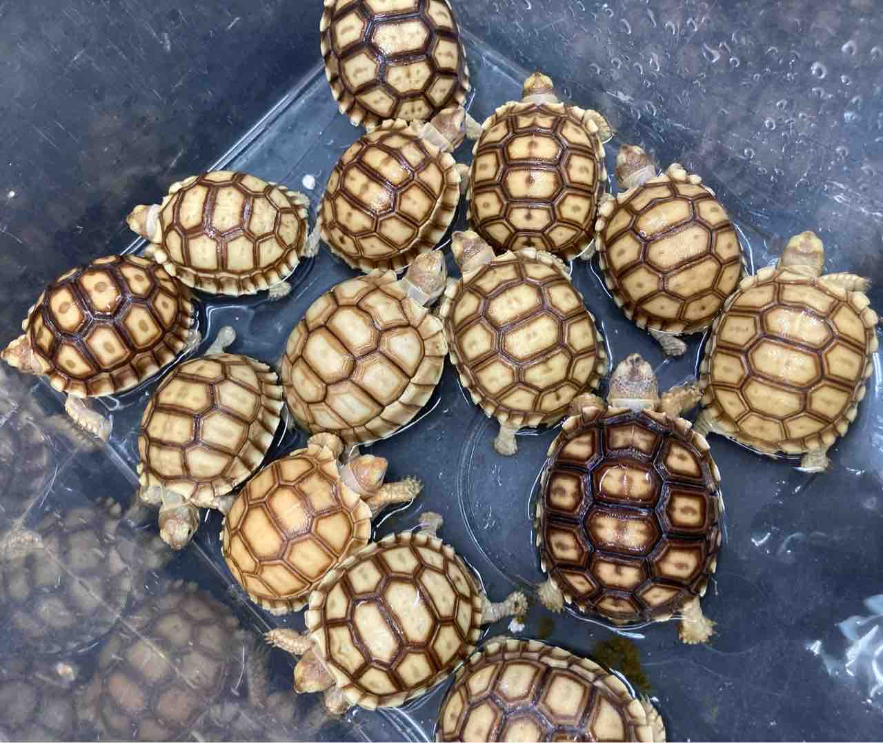 亀の背に子亀が1匹