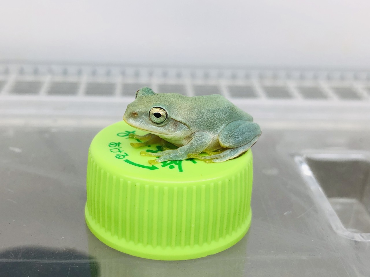 シュレーゲルアオガエルいっぱい来ました 爬虫類倶楽部大宮店公式ブログ