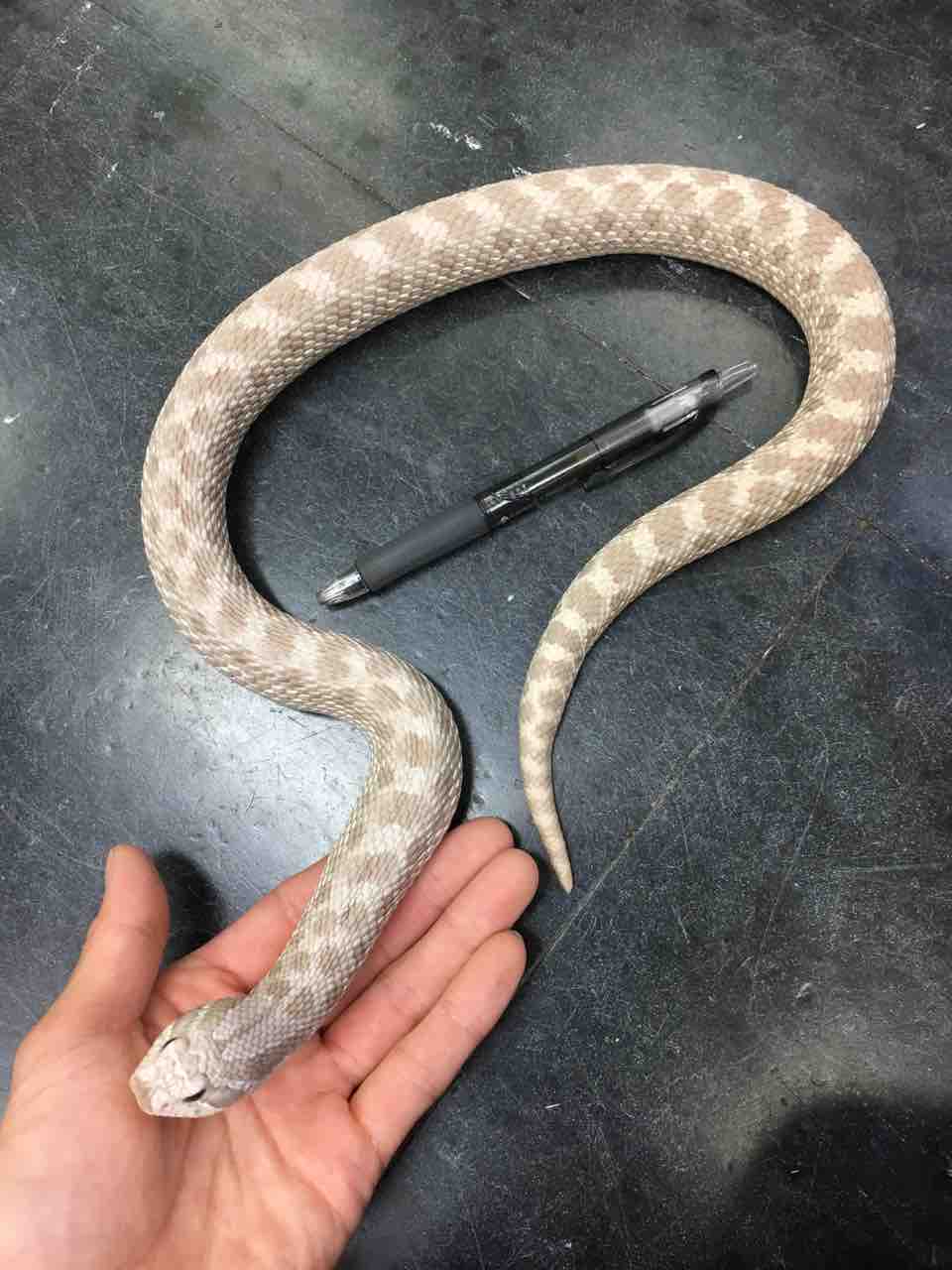 ヘビ 新入荷 と大きめシシバナの在庫紹介 爬虫類倶楽部大宮店公式ブログ