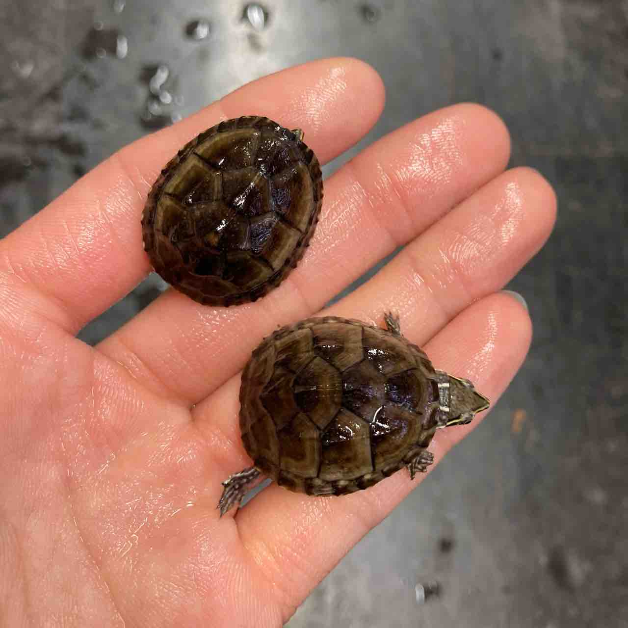 カメ 在庫紹介 ミズガメなど 爬虫類倶楽部大宮店公式ブログ カメ 在庫紹介 ミズガメなど 爬虫類倶楽部大宮店公式ブログ