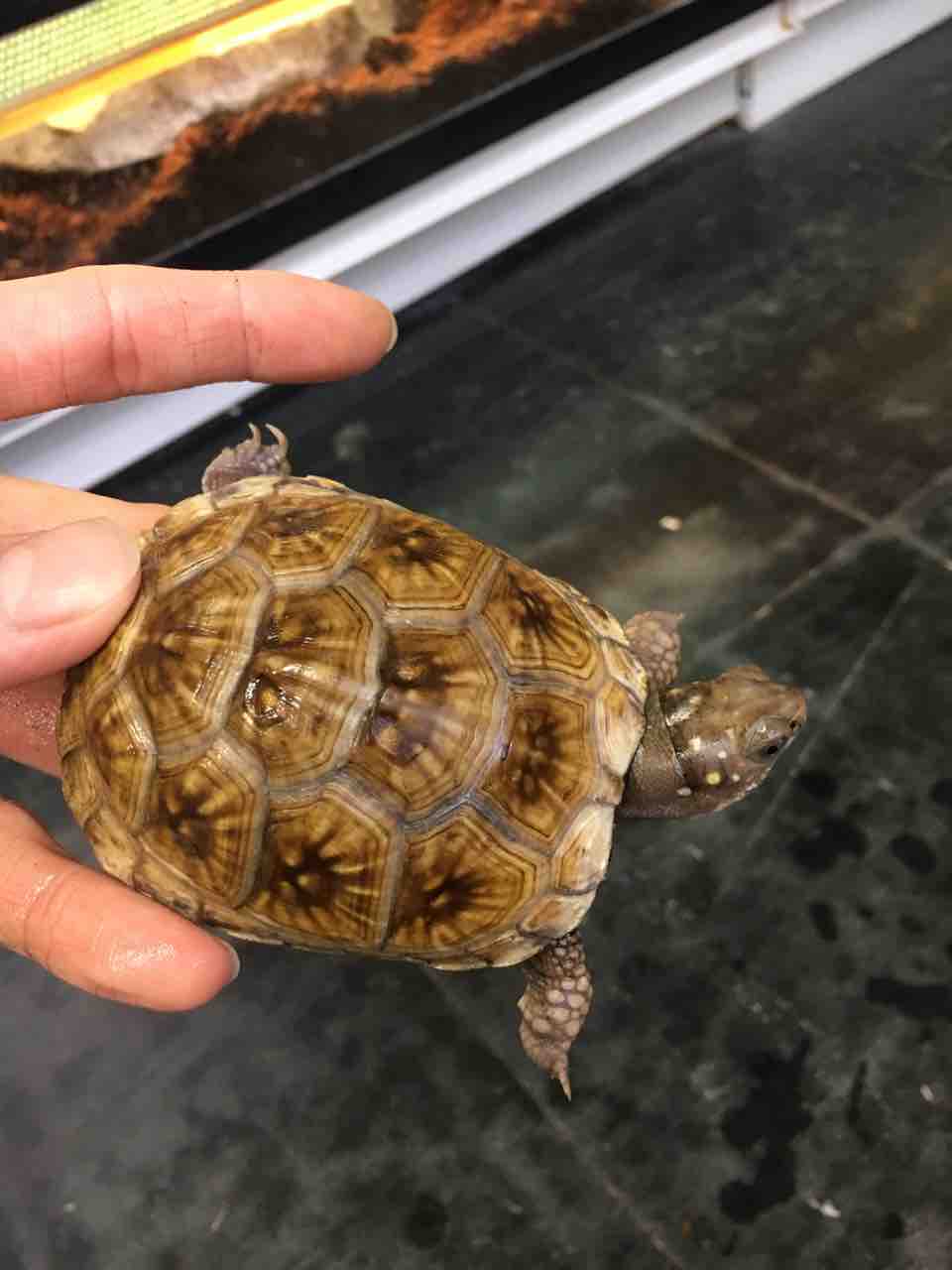 かめぢから飼育セットのページをカスタマイズしました。 – 完全