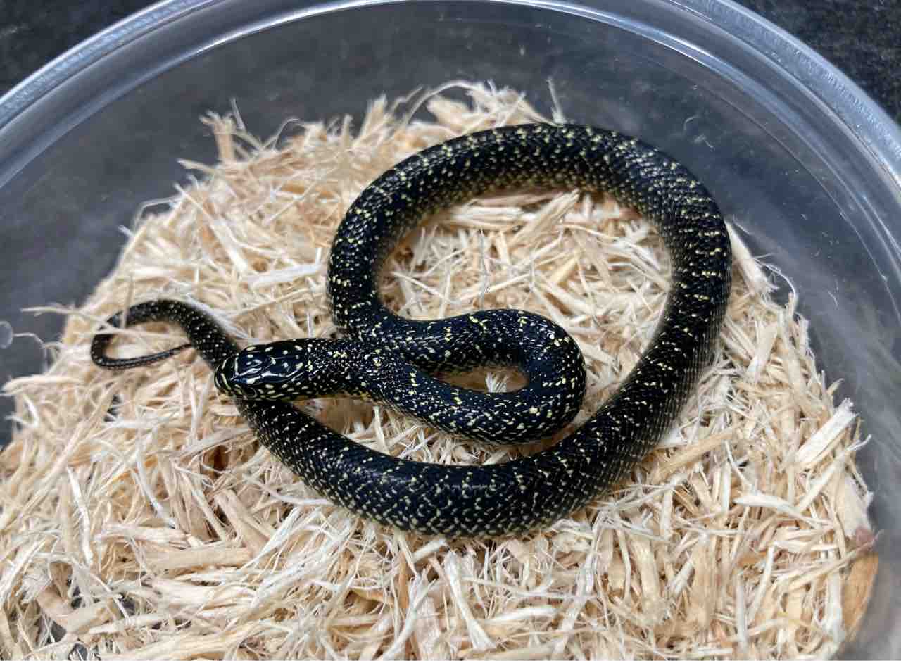 ヘビ 新入荷 トウブシシバナなどアメリカンなヘビ達 爬虫類倶楽部大宮店公式ブログ