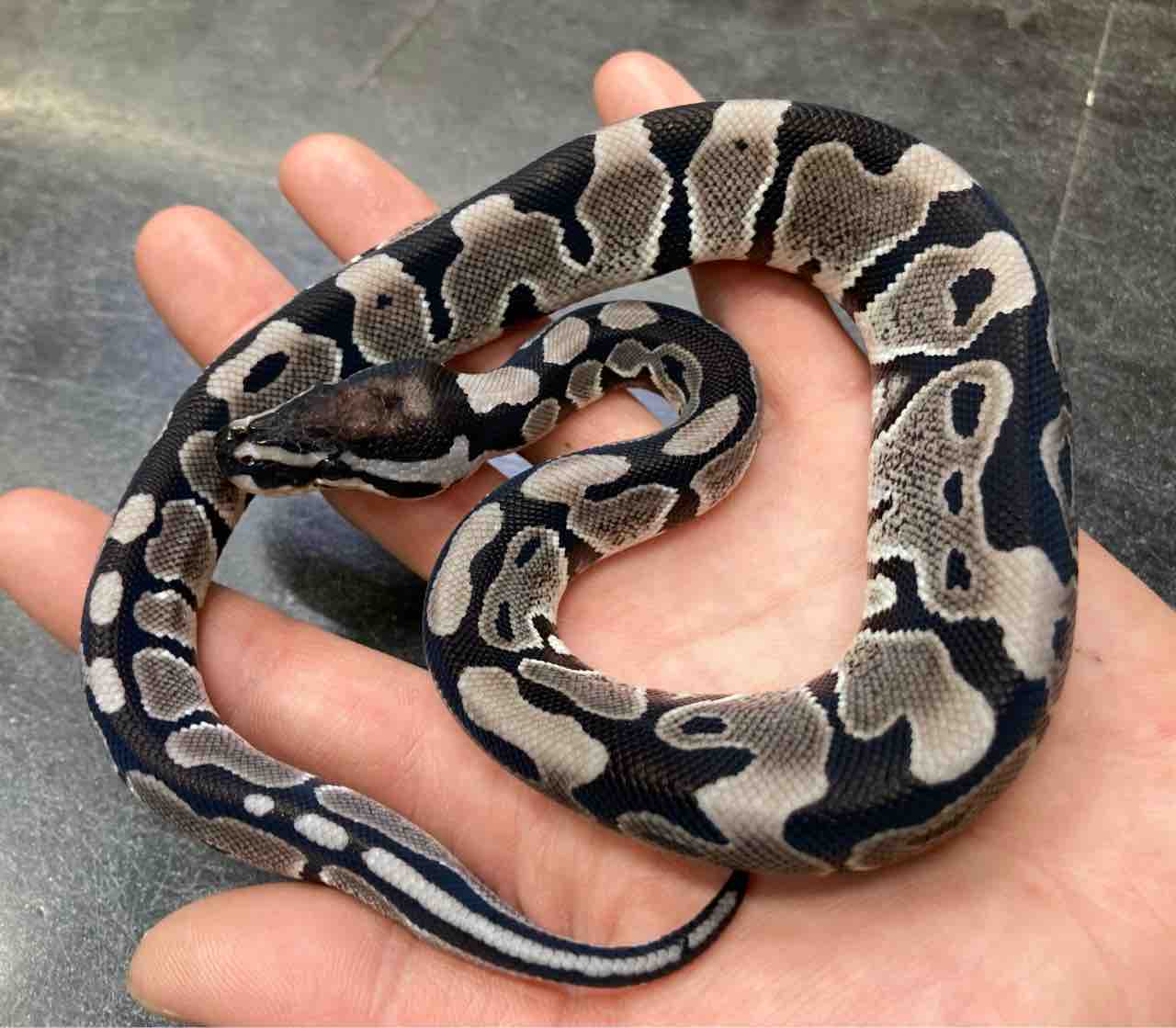 ヘビ 新入荷 ドイツ便 A ボールパイソン在庫リストも 爬虫類倶楽部大宮店公式ブログ ヘビ 新入荷 ドイツ便 A ボールパイソン在庫リストも 爬虫類倶楽部大宮店公式ブログ