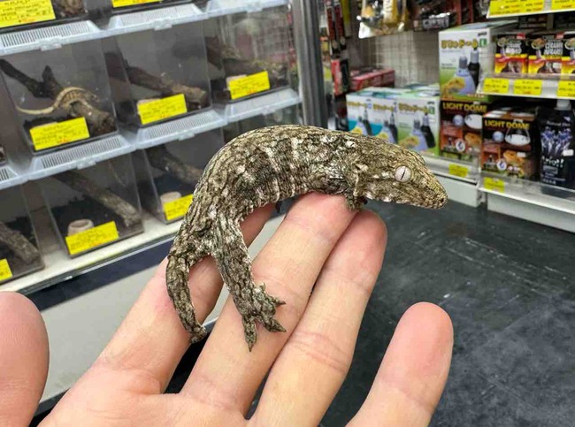 FullSizeRender