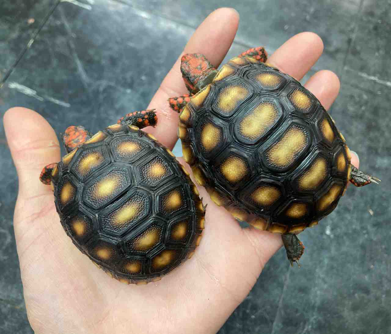 カメ新入荷 とリクガメ在庫紹介 爬虫類倶楽部大宮店公式ブログ カメ新入荷 とリクガメ在庫紹介 爬虫類倶楽部大宮店公式ブログ
