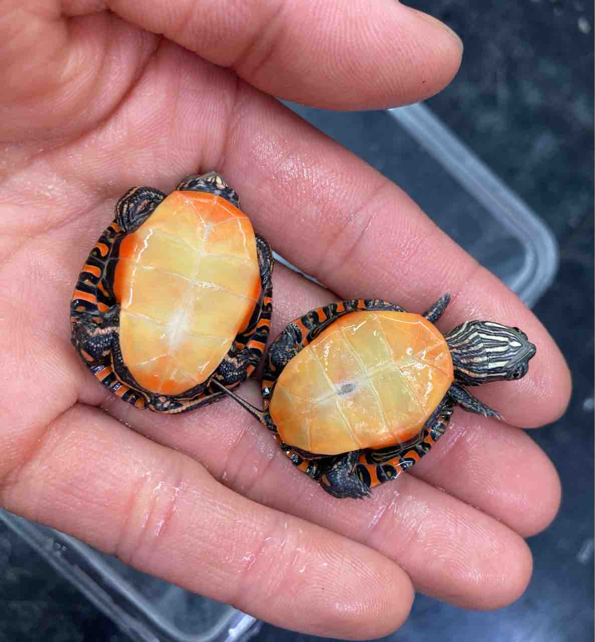 カメ 新入荷 この時期はカメが飼いたくなる 爬虫類倶楽部大宮店公式ブログ