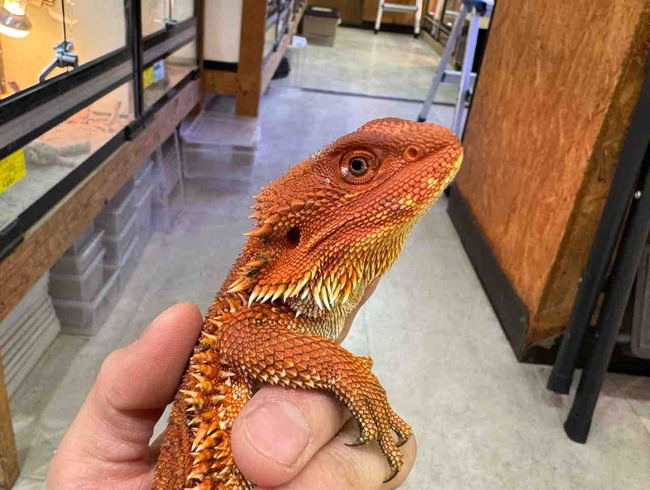 FullSizeRender