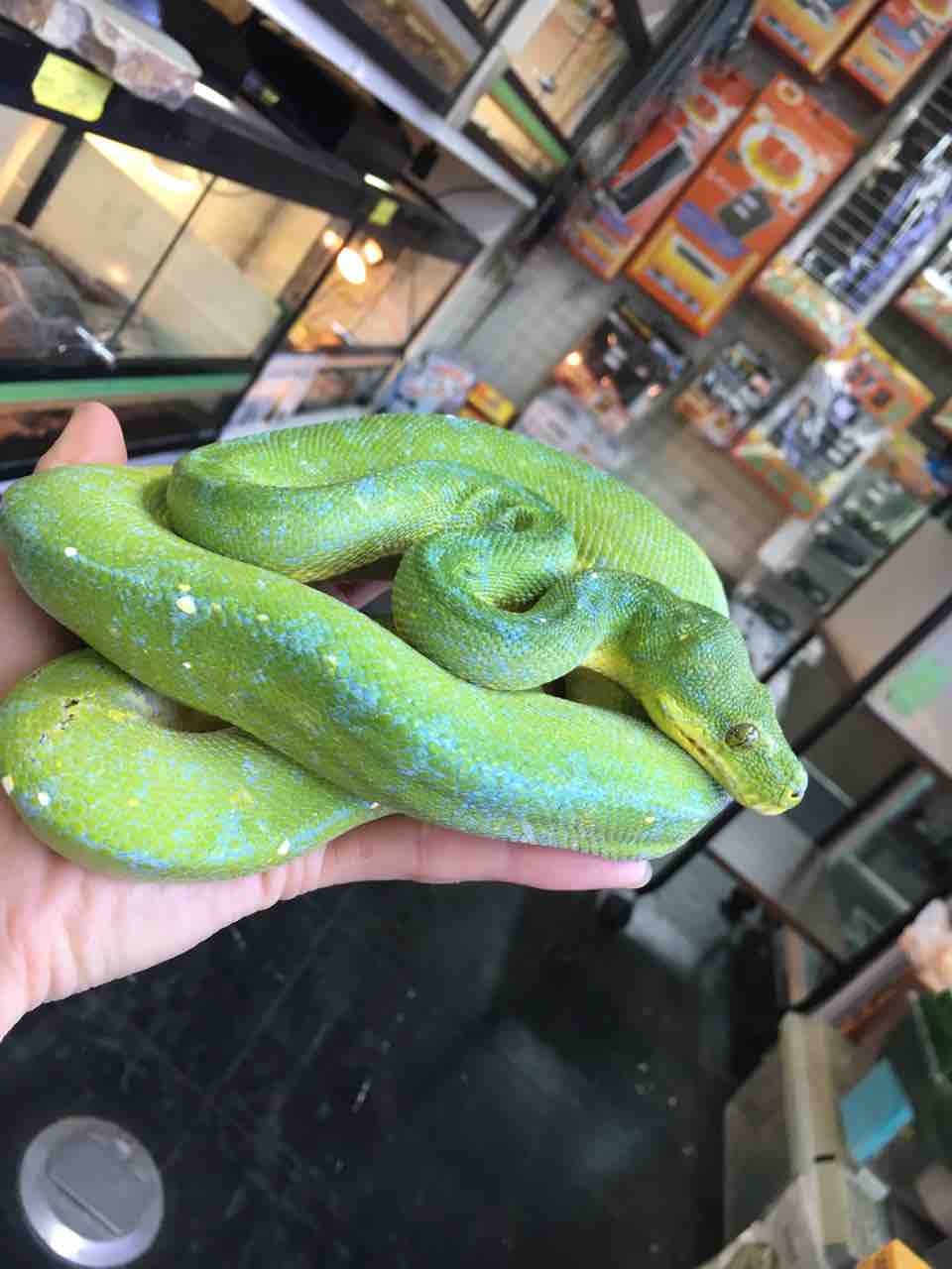 ヘビ 新入荷 ブラックブラッドやアマゾンツリーなど 爬虫類倶楽部大宮店公式ブログ