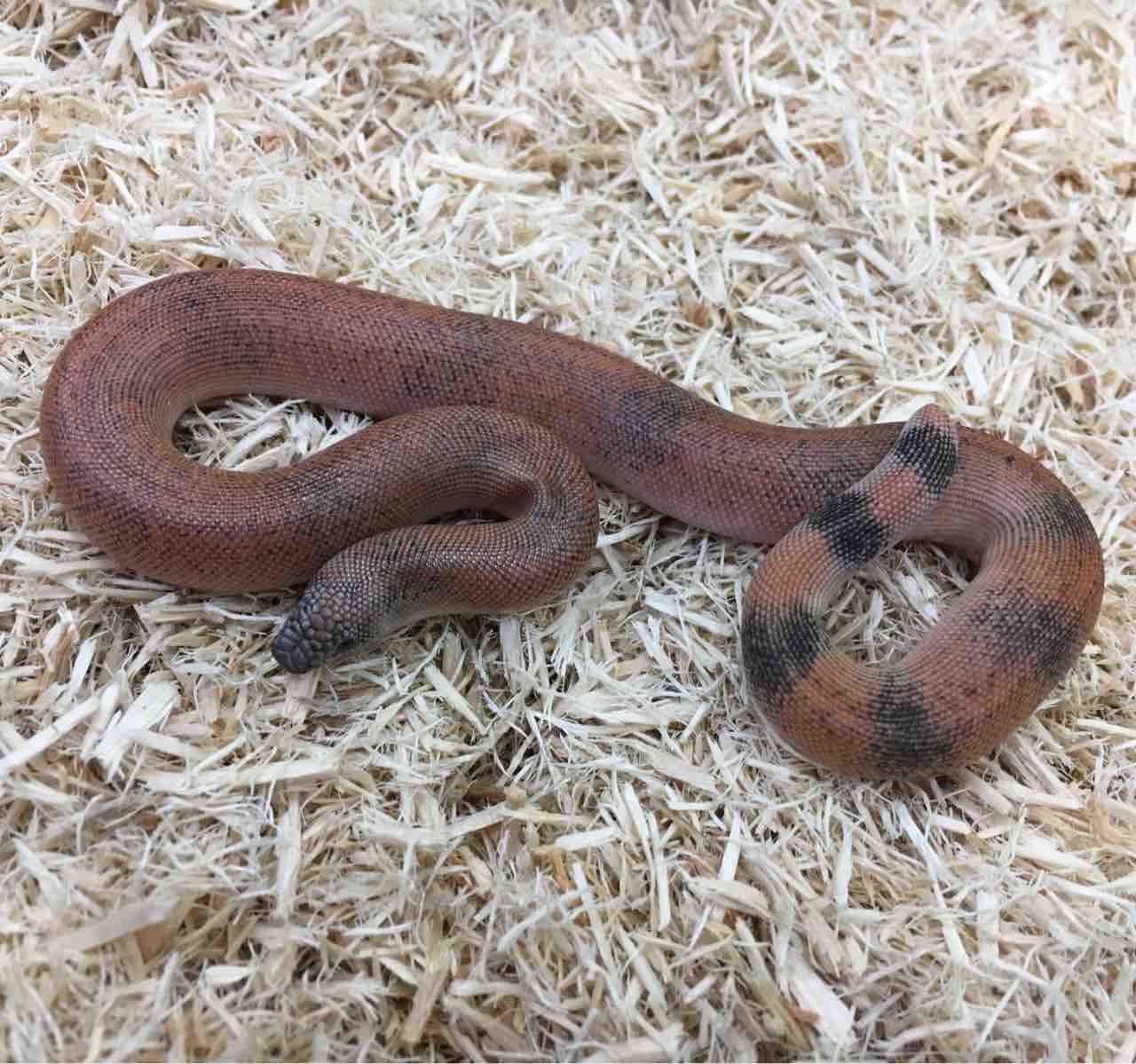 ドイツ便など ヘビ新入荷 爬虫類倶楽部大宮店公式ブログ