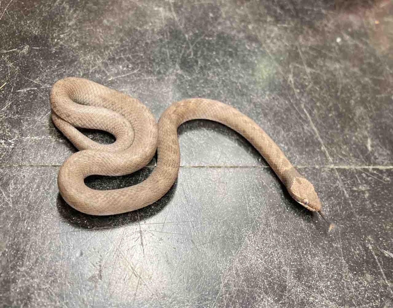 ヘビ カメ ムシ 新入荷 爬虫類倶楽部大宮店公式ブログ ヘビ カメ ムシ 新入荷 爬虫類倶楽部大宮店公式ブログ