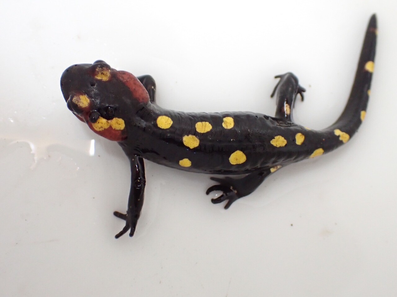 ファイヤーサラマンダーご紹介【大宮店】 | 爬虫類倶楽部