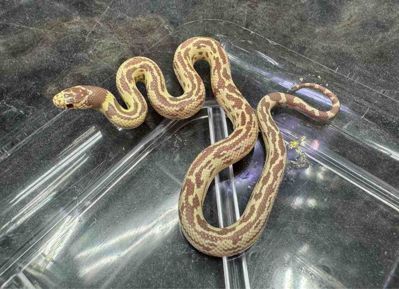 ヘビ関東ページ タカチホヘビ科 – WEB両爬図鑑