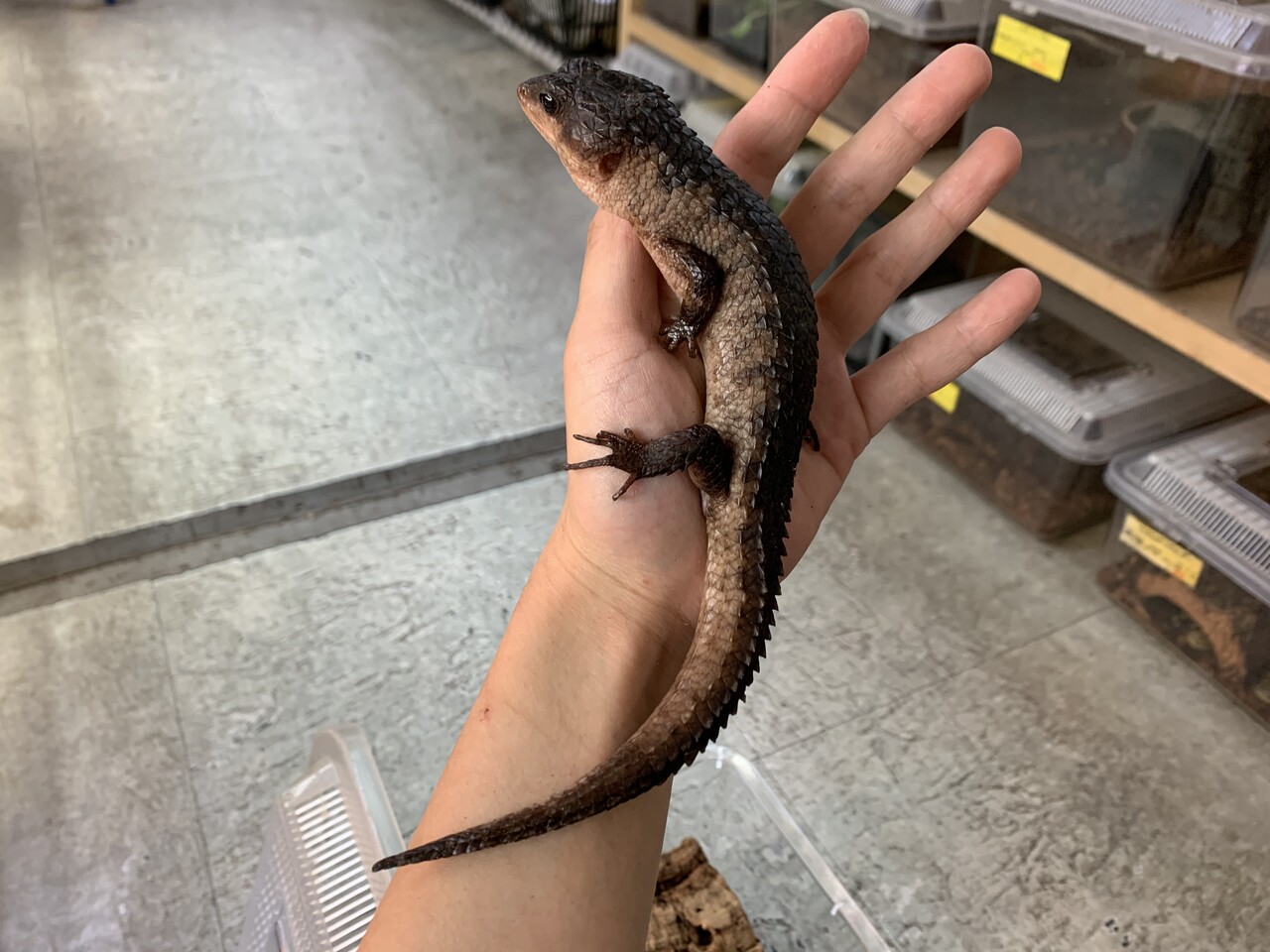 トカゲ新入荷！久々モニター！！ : 爬虫類倶楽部大宮店公式ブログ