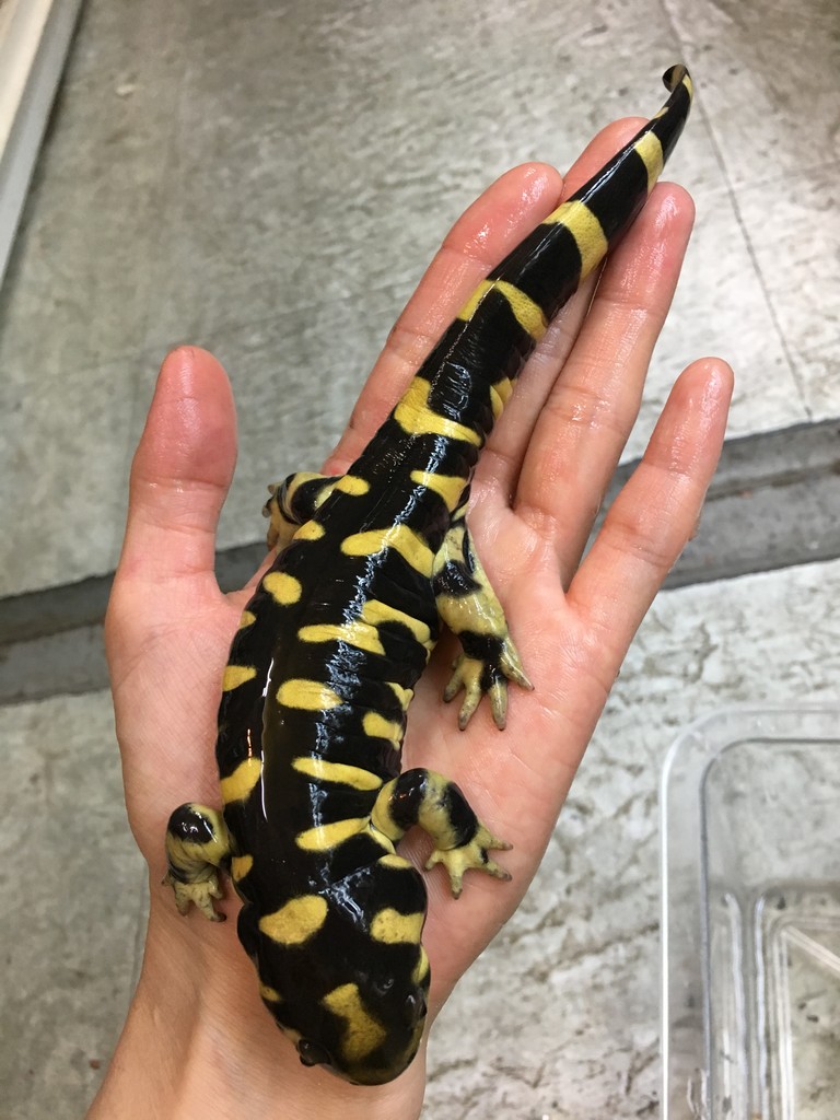 新入荷 トカゲ オビタイガーは今saleです 爬虫類倶楽部大宮店公式ブログ