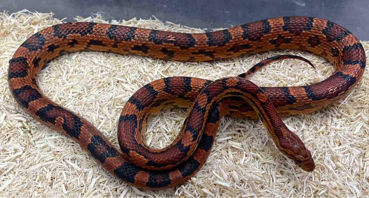 一挙大公開！？コーンスネーク編 : 爬虫類倶楽部大宮店公式ブログ