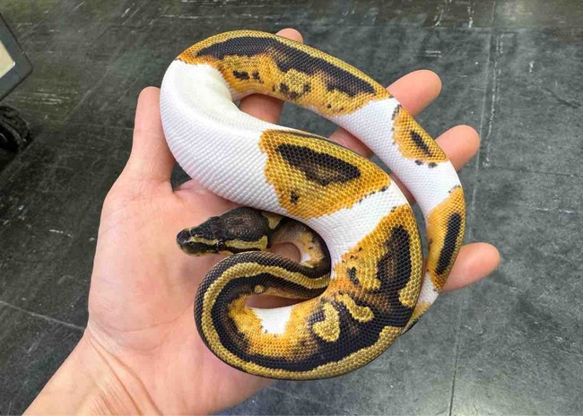 FullSizeRender