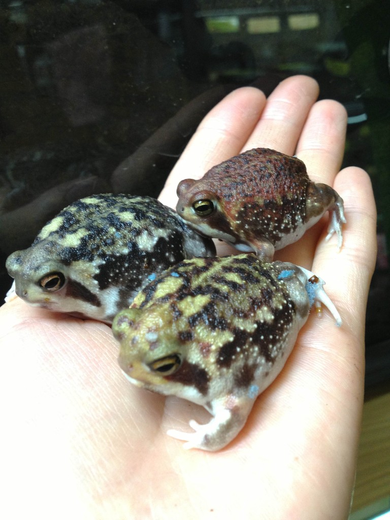 アメフクラガエルとソバージュネコメなどなどが入荷 アカメcbもいるよ 爬虫類倶楽部大宮店公式ブログ アメフクラガエルとソバージュネコメなどなどが入荷 アカメcbもいるよ 爬虫類倶楽部大宮店公式ブログ