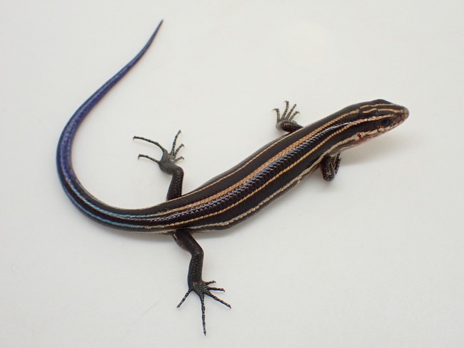 トカゲ新着！中国便！久々のシナトカゲなど～ : 爬虫類倶楽部大宮店