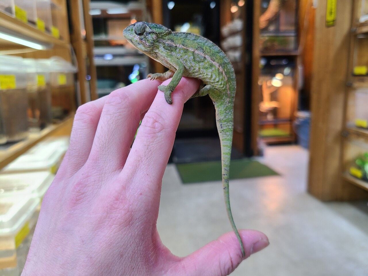 カメレオン 両生類新入荷 カーペット イエアメ 爬虫類倶楽部大宮店公式ブログ