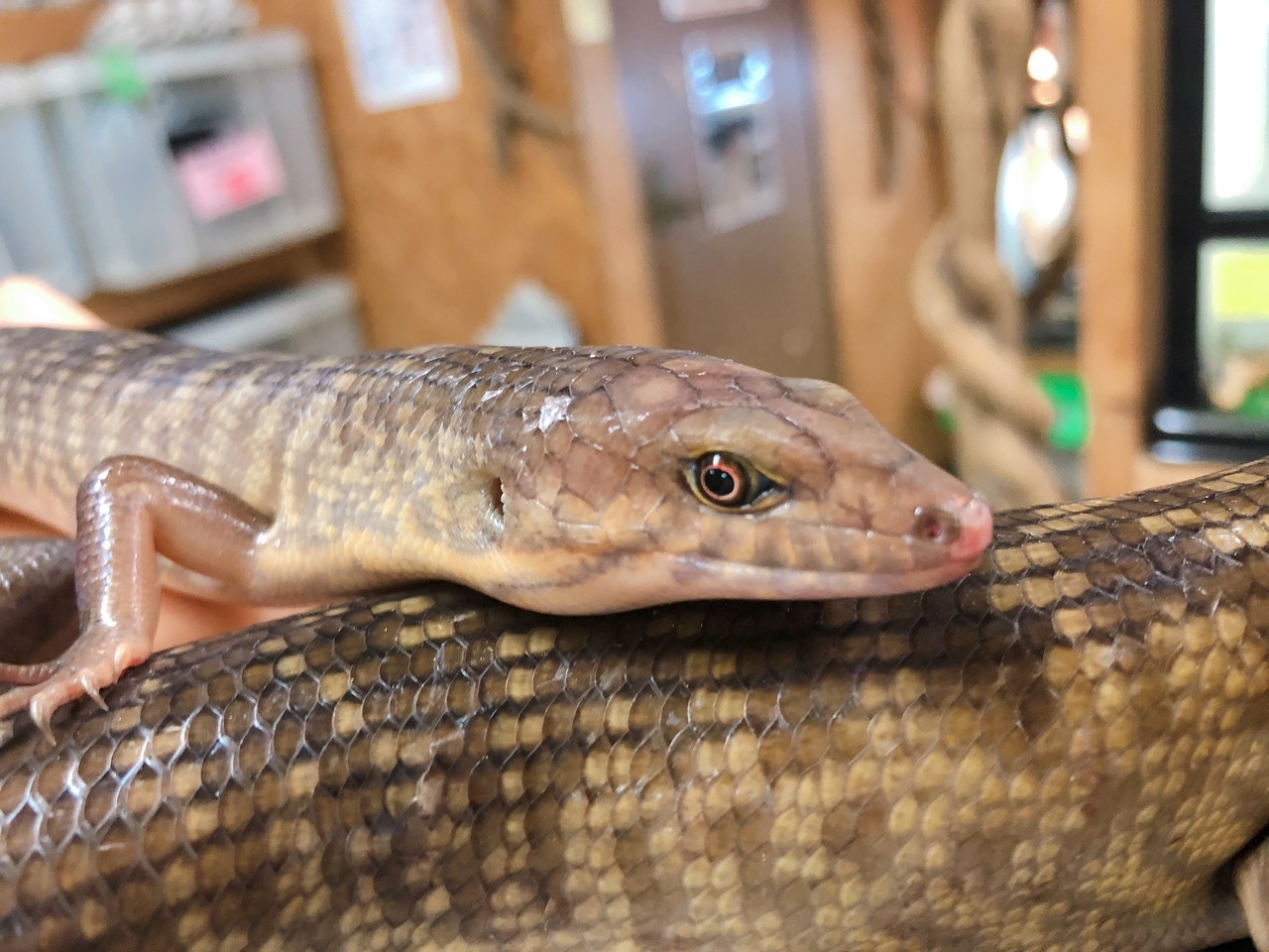 ニシアフリカミミズトカゲって その他新入荷 爬虫類倶楽部大宮店公式ブログ ニシアフリカミミズトカゲって その他新入荷 爬虫類倶楽部大宮店公式ブログ