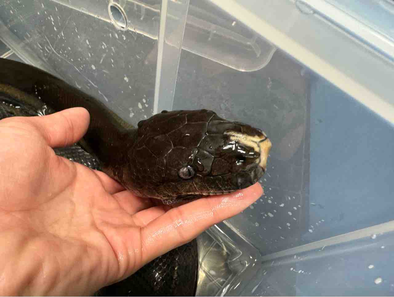 【極美品】BCBG MAXAZRIA パイソンカシュクールワンピース スネーク 極美品】BCBG MAXAZRIA パイソンカシュクールワンピース スネーク