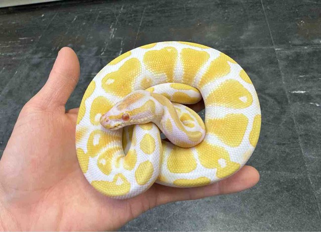 FullSizeRender