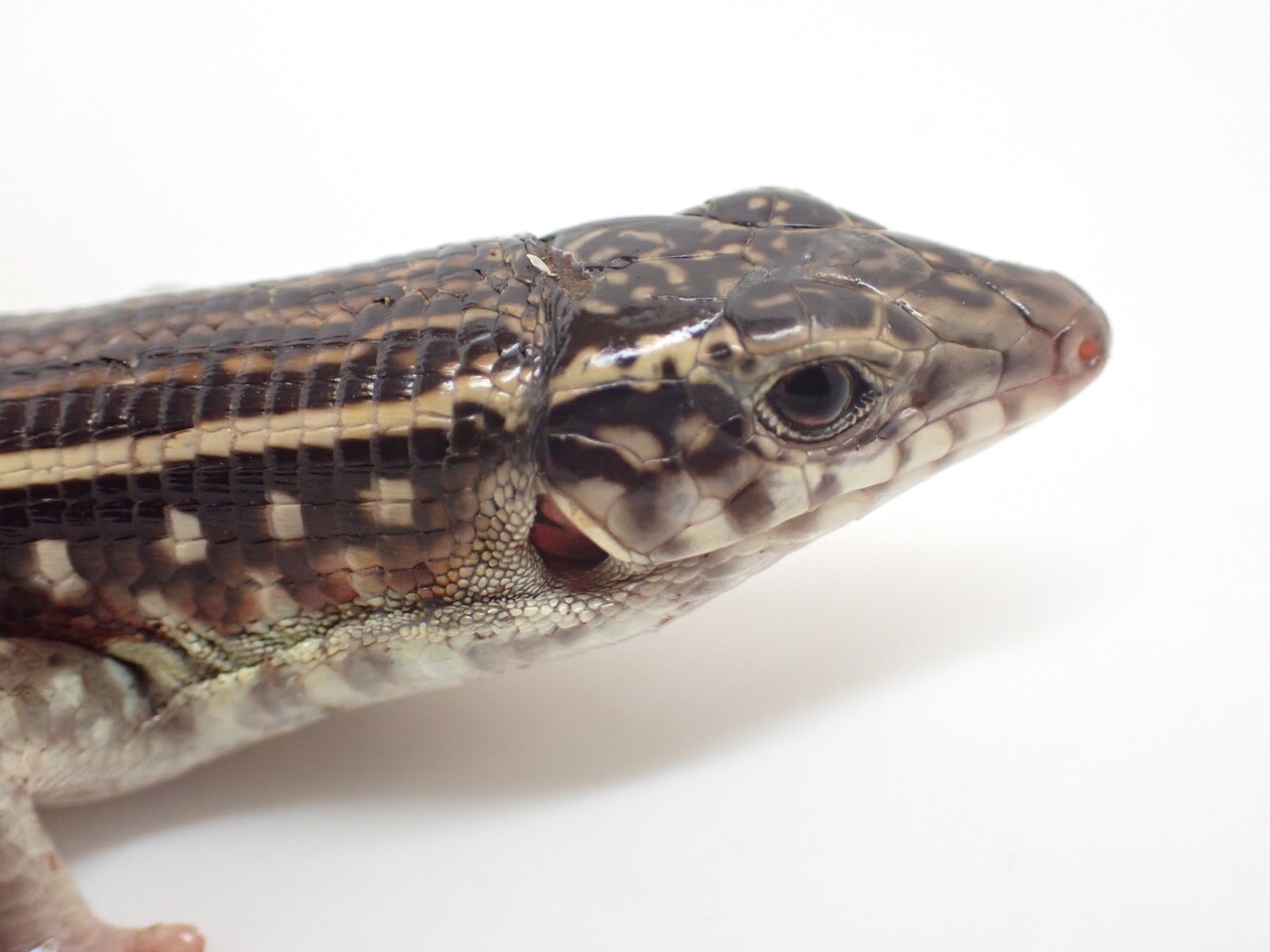 マダガスカル便！トカゲ新着！～ゾノ祭り～ : 爬虫類倶楽部大宮店公式