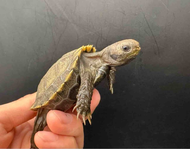FullSizeRender