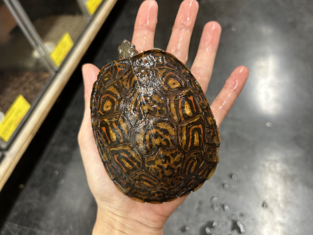 カメ新着！美しいヤマガメ達～ : 爬虫類倶楽部大宮店公式ブログ