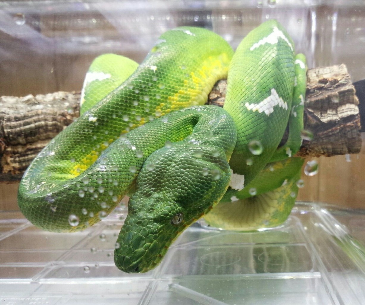 ヘビ新入荷 イカツイ顔した緑のヤツ 爬虫類倶楽部大宮店公式ブログ
