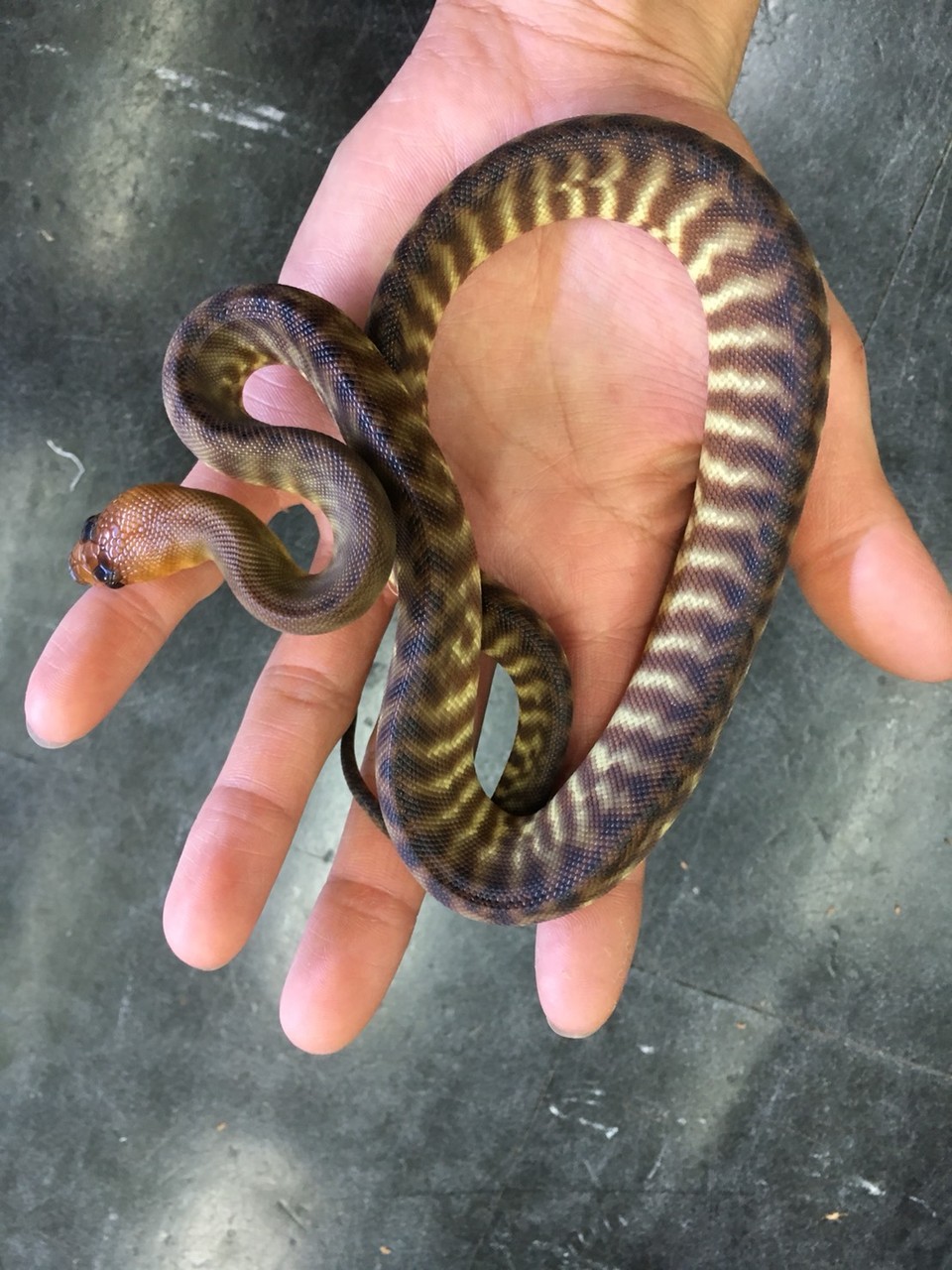 カメ ヘビ新入荷 爬虫類倶楽部大宮店公式ブログ カメ ヘビ新入荷 爬虫類倶楽部大宮店公式ブログ